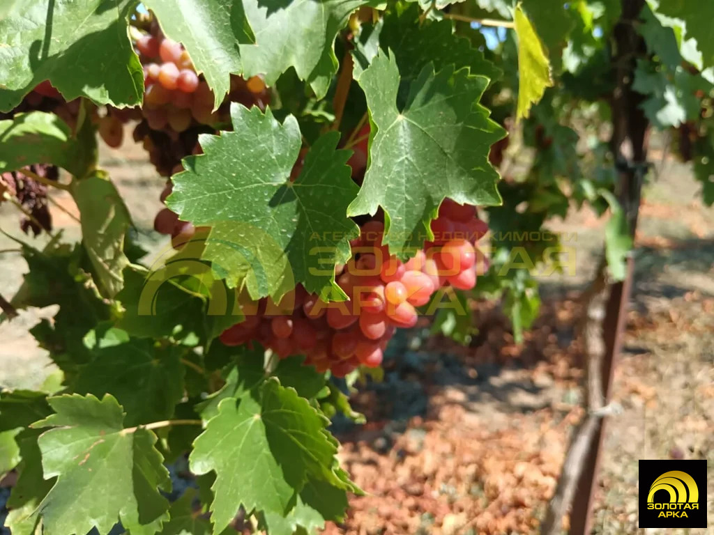 Продажа участка, Старотитаровская, Темрюкский район, Ильича пер. - Фото 7