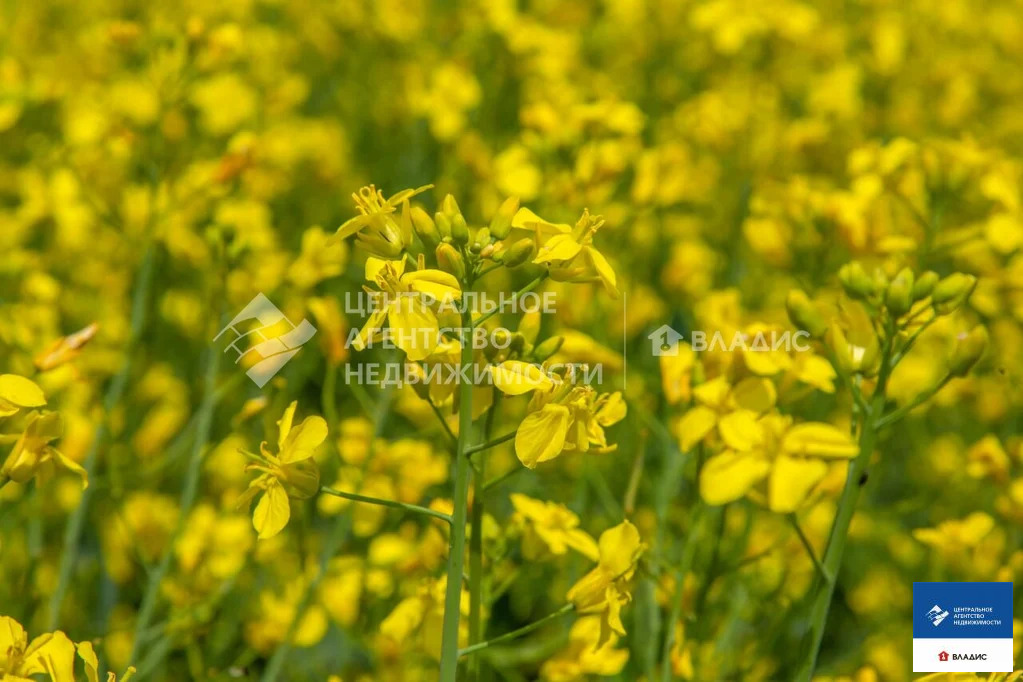 Продажа участка, Дубняки, Рязанский район - Фото 5