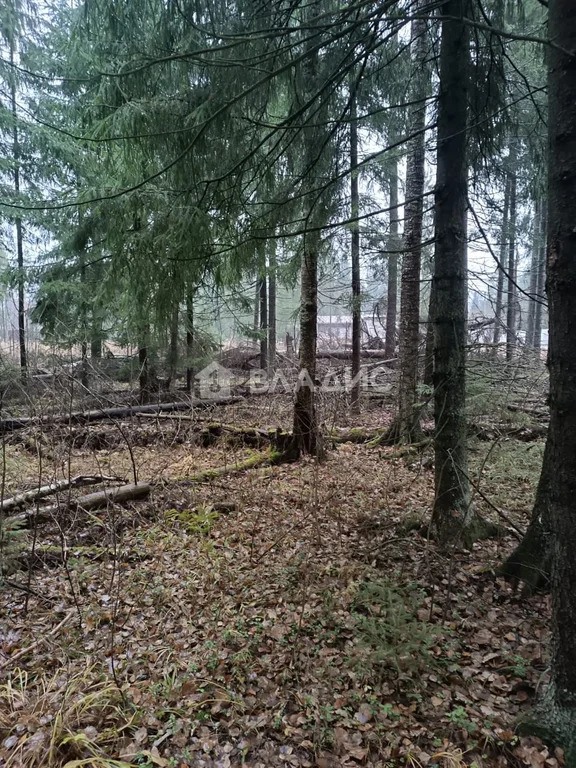 Одинцовский городской округ, ДНТ Топаз,  земля на продажу - Фото 4