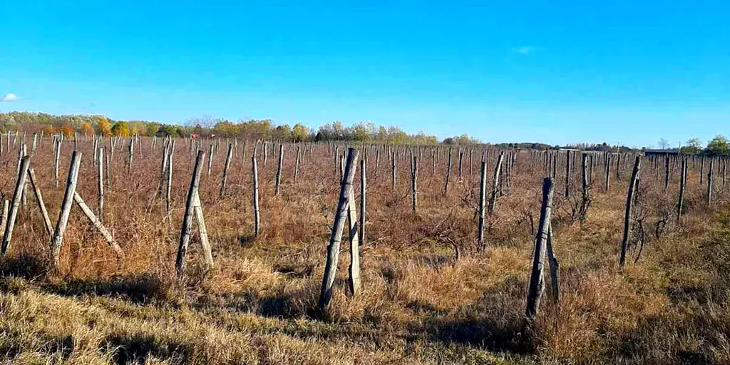 Загородная усадьба с виноградником и прудом в Сербии - Фото 2