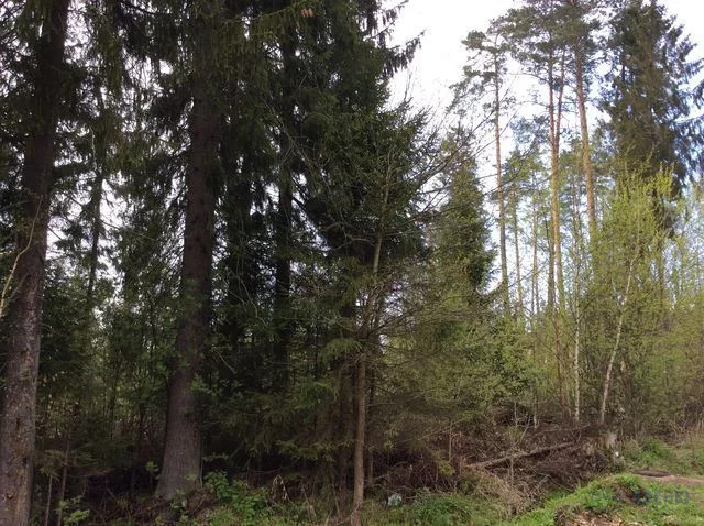 Большой лесной участок в кп Зеленая Роща-1, 55 лесных соток, с . - Фото 4