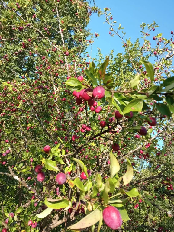 Кингисеппский район, СНТ Корвет на Купле, Царскосельская улица,  дом ... - Фото 7