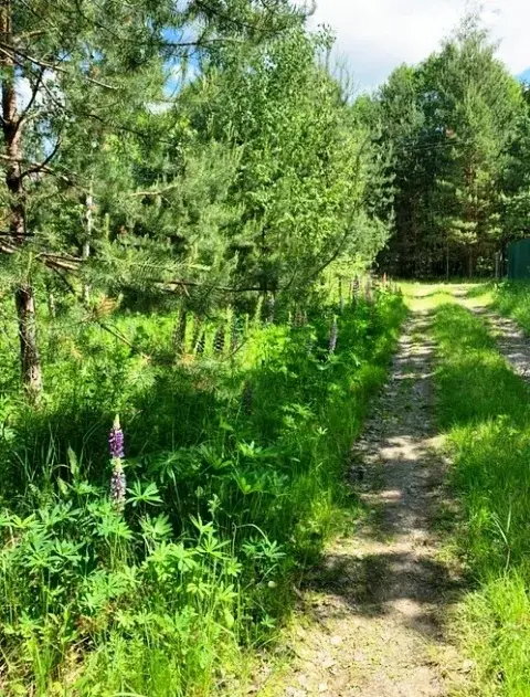 Участок в СНТ Рица - Фото 0