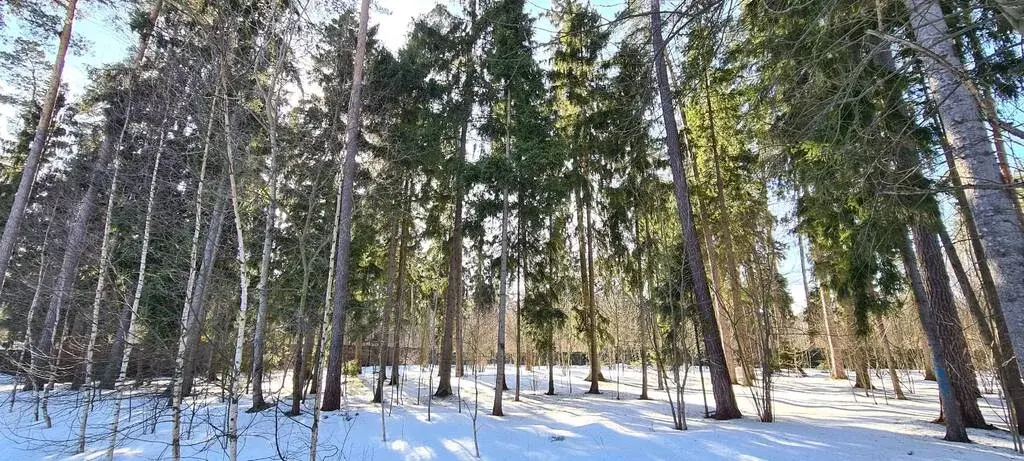 Николина Гора ДПК ранис 25 соток красивого леса - Фото 7