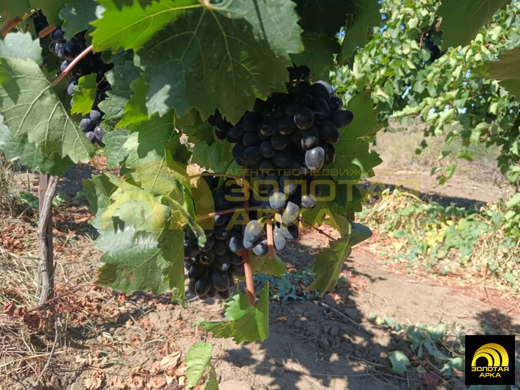 Продажа участка, Старотитаровская, Темрюкский район, Ильича пер. - Фото 8