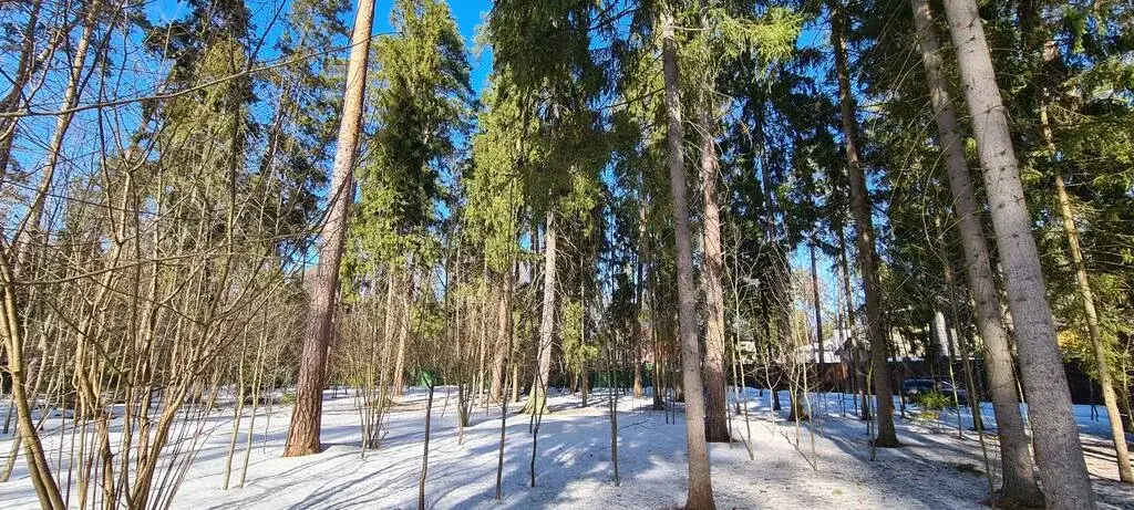 Николина Гора ДПК ранис 25 соток красивого леса - Фото 8