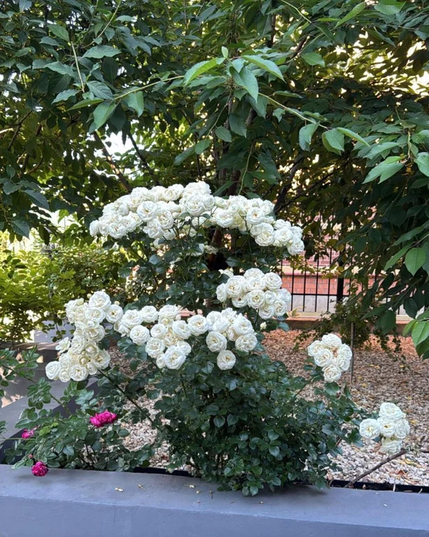 Коттедж 290 м2 на участке 6 сот. - Фото 5