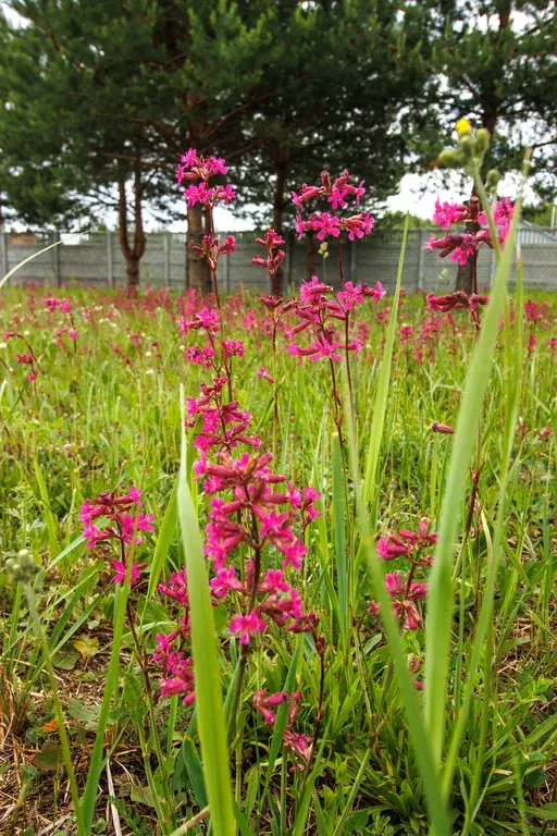 Продам кирпичный дом в Павлово Посадском р-не, дер. Козлово - Фото 5