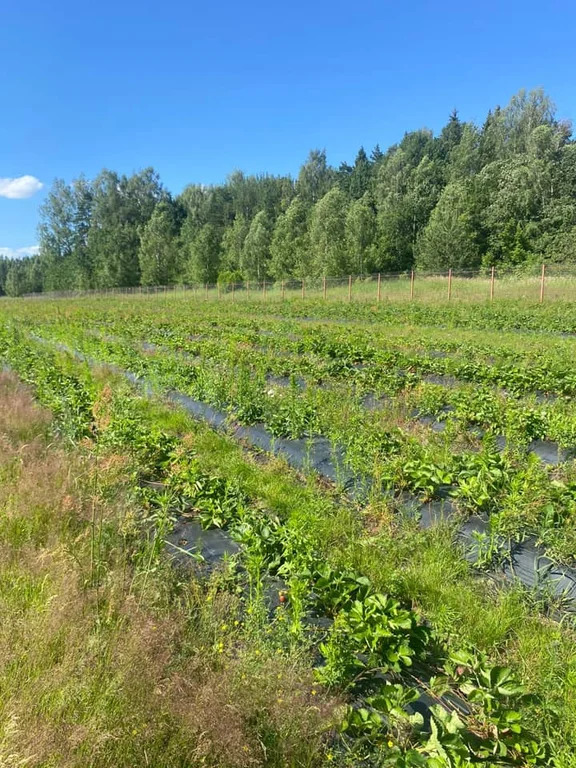 Продажа участка, Очево, Дмитровский район - Фото 1