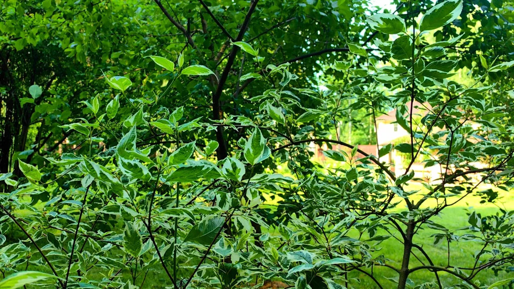 Продажа участка, Апрелевка, Наро-Фоминский район, ул. Кутузова - Фото 25