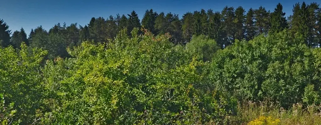 Большой Лесной участок для застройки (сосны, ели) - Фото 2