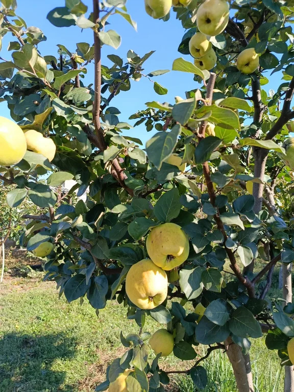 Продажа дома, Стрелка, Темрюкский район, ул. Мичурина - Фото 27