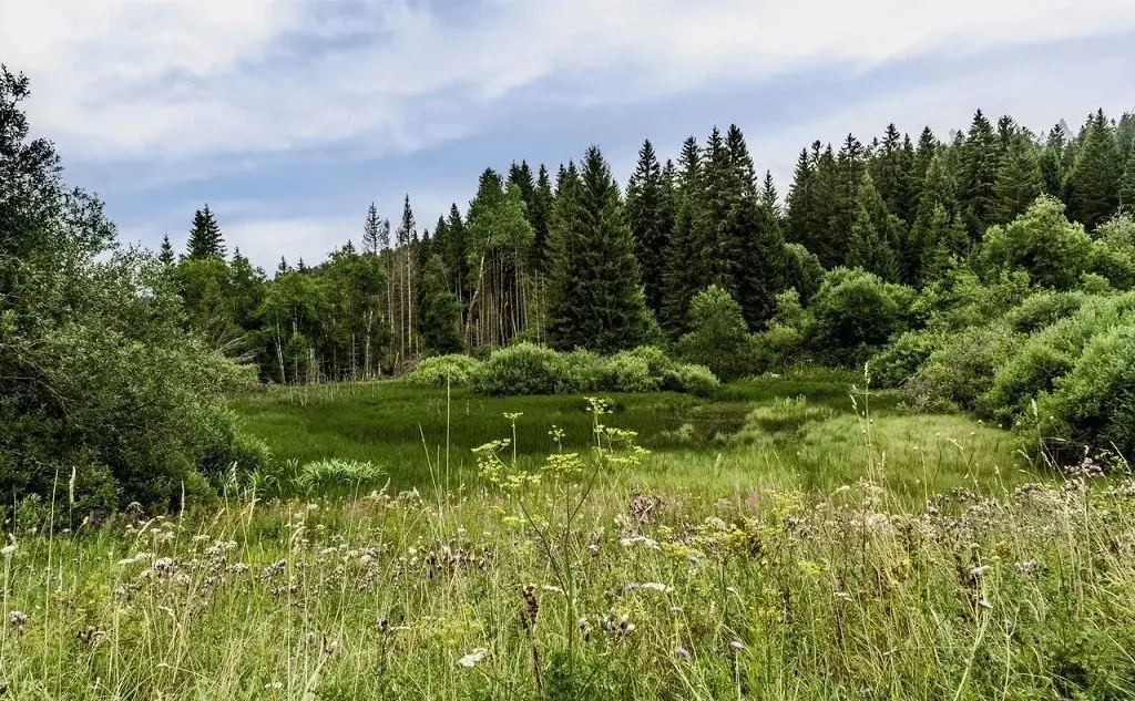Участок на высоком берегу Москва - реки в Барвихе, Рублевка 5 км. - Фото 17