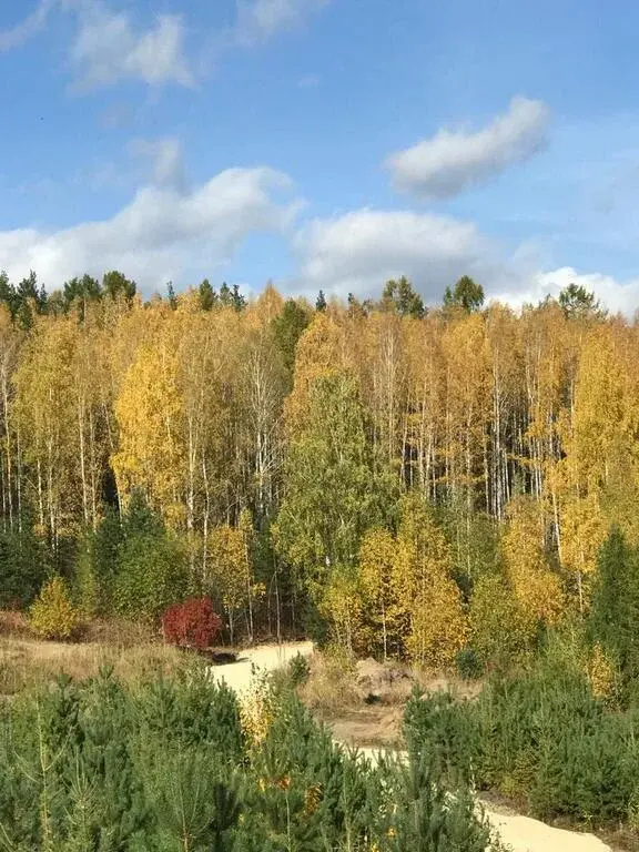 Продам земельный участок в лесной зоне г.Дегтярск - Фото 5