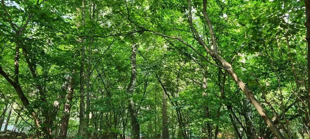 Лесной участок с рельефом около речки на Рублевке в 17 км от МКАД - Фото 2
