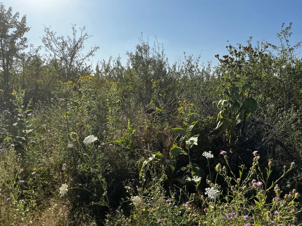 Продажа участка, Калужская, Северский район, улица Казачья - Фото 3