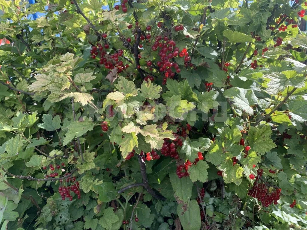 Продажа дома, Новосибирск, с/о Ложок - Фото 22