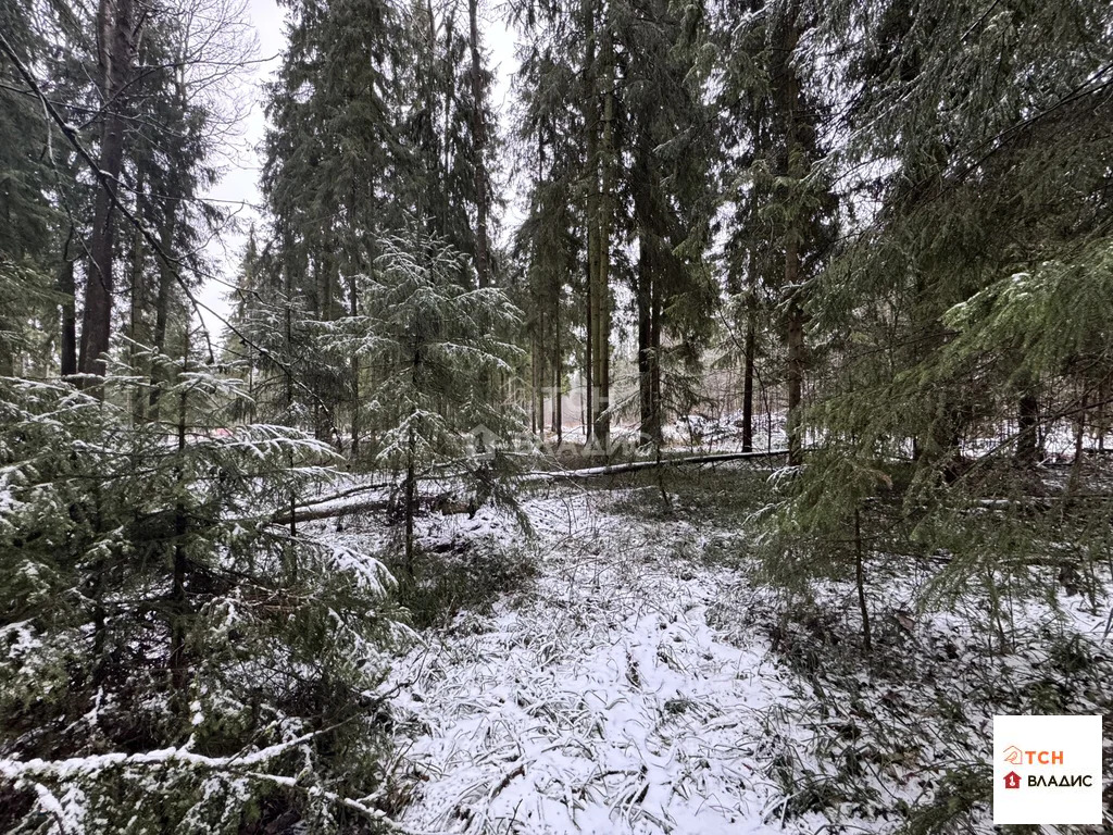 Продажа участка, Могильцы, Лотошинский район - Фото 1