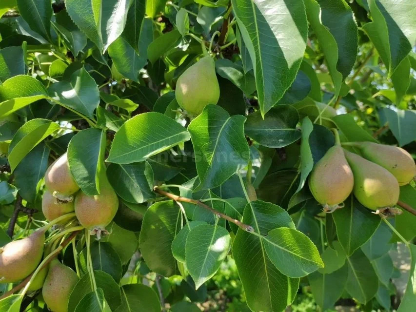 Продажа участка, Севастополь, территория СТ Сапун-гора - Фото 5