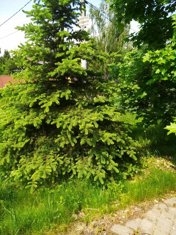 Продажа участка, Николо-Урюпино, Красногорский район, ул. Липовая - Фото 13