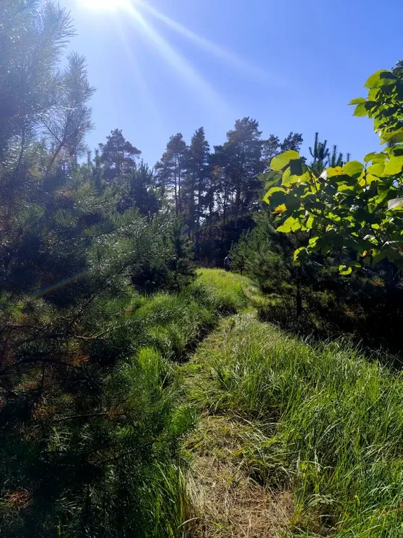 Продаю лесной участок около Храма в п. Горка - Фото 6