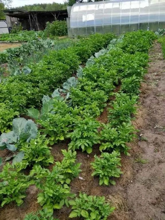 Дом в деревне Цаплино - Фото 35