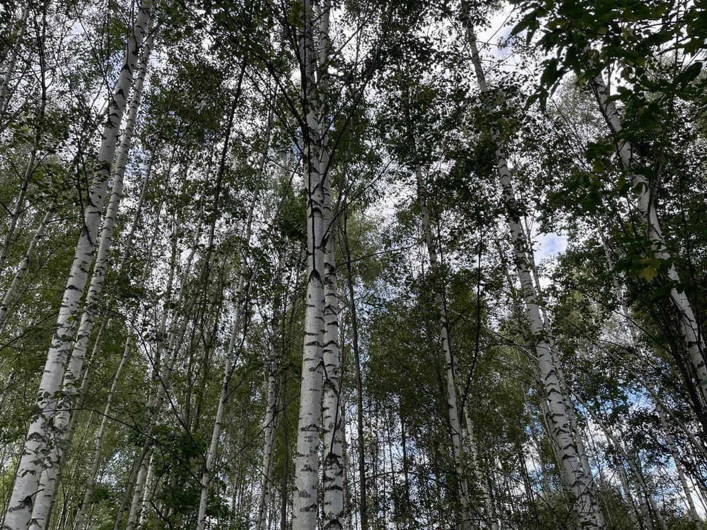 Продажа участка, Дмитровский район - Фото 8