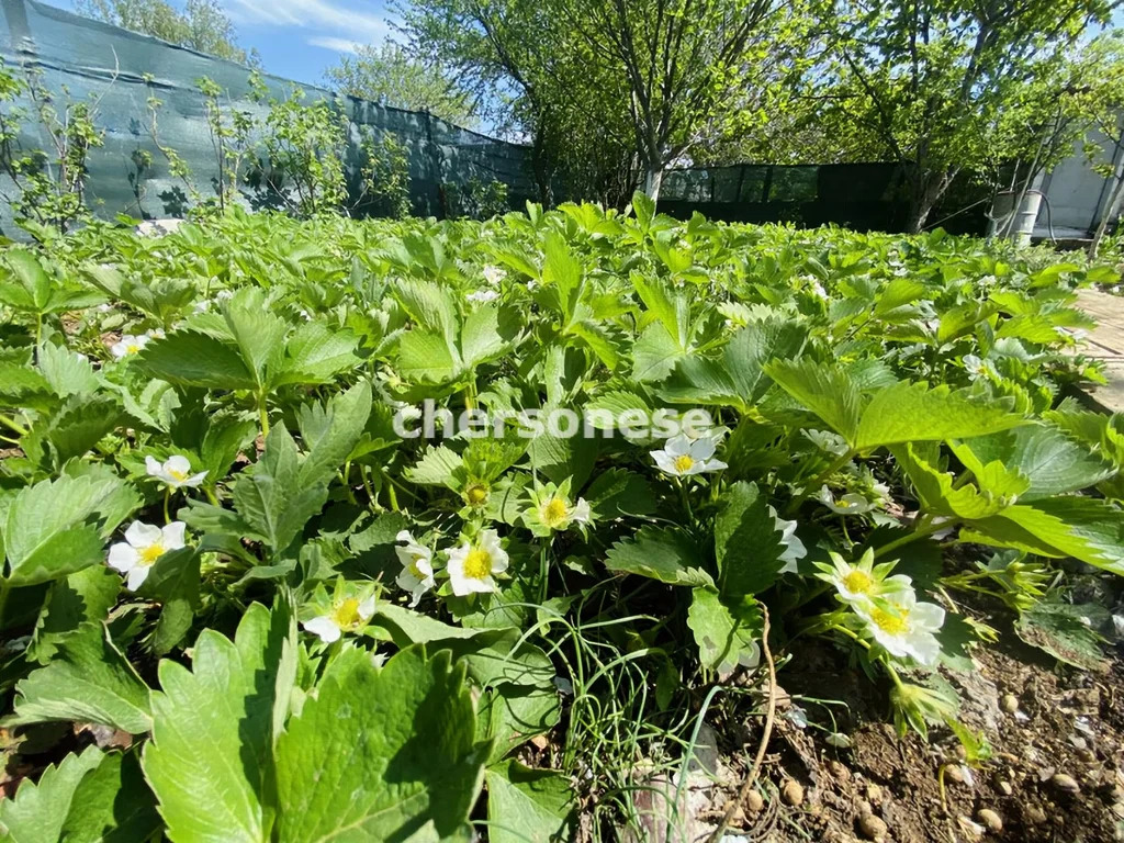 Продажа дома, Севастополь, территория СТ Прометей-2 - Фото 20