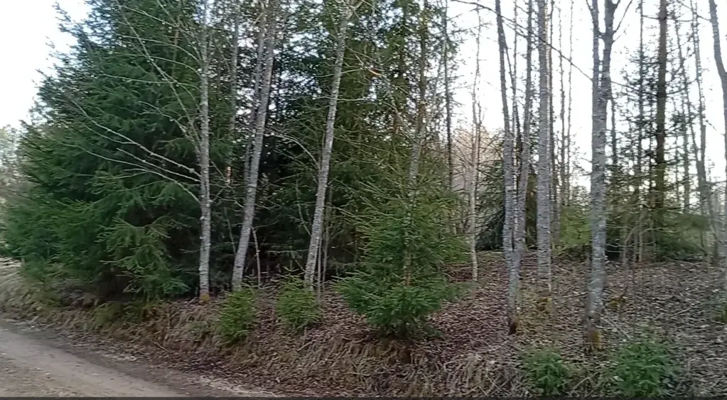 Участок в Осотно 20 соток (Новгородская область) - Фото 6