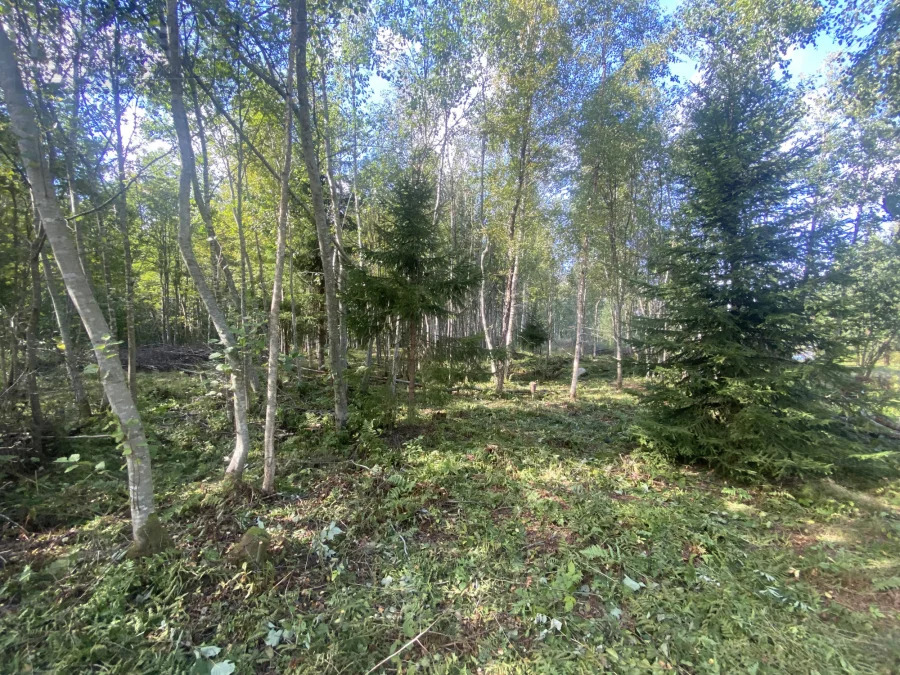 Пятиречье Приозерский район.