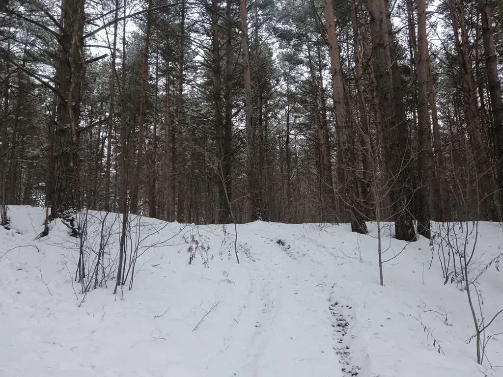 Продам земельный участок 19 соток в д.Чиверево, г.о. Мытищи - Фото 6