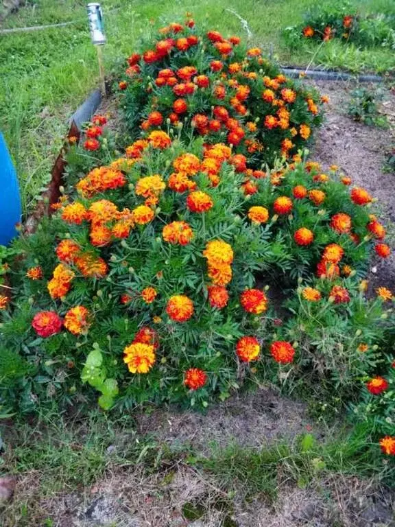 Дом в деревне Цаплино - Фото 30