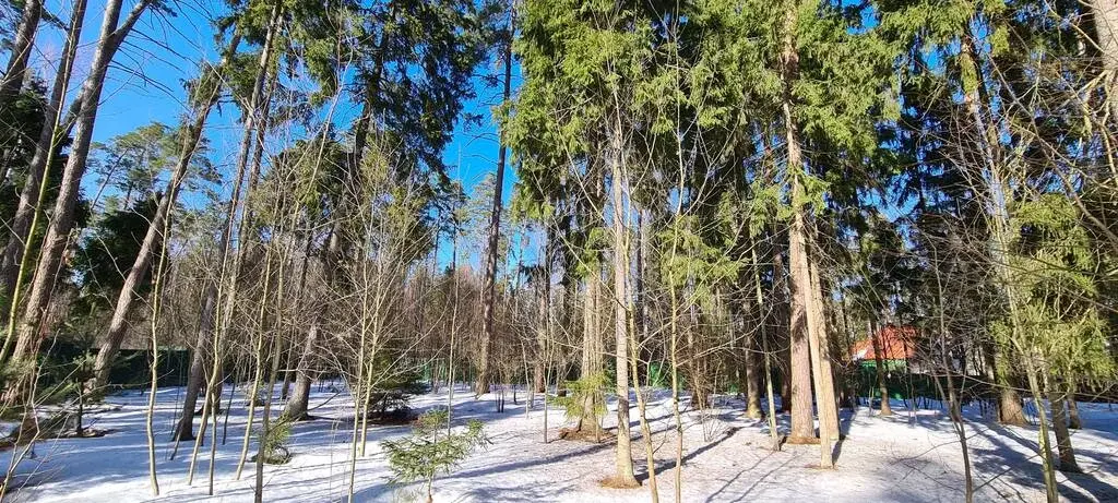 Николина Гора ДПК ранис 25 соток красивого леса - Фото 3