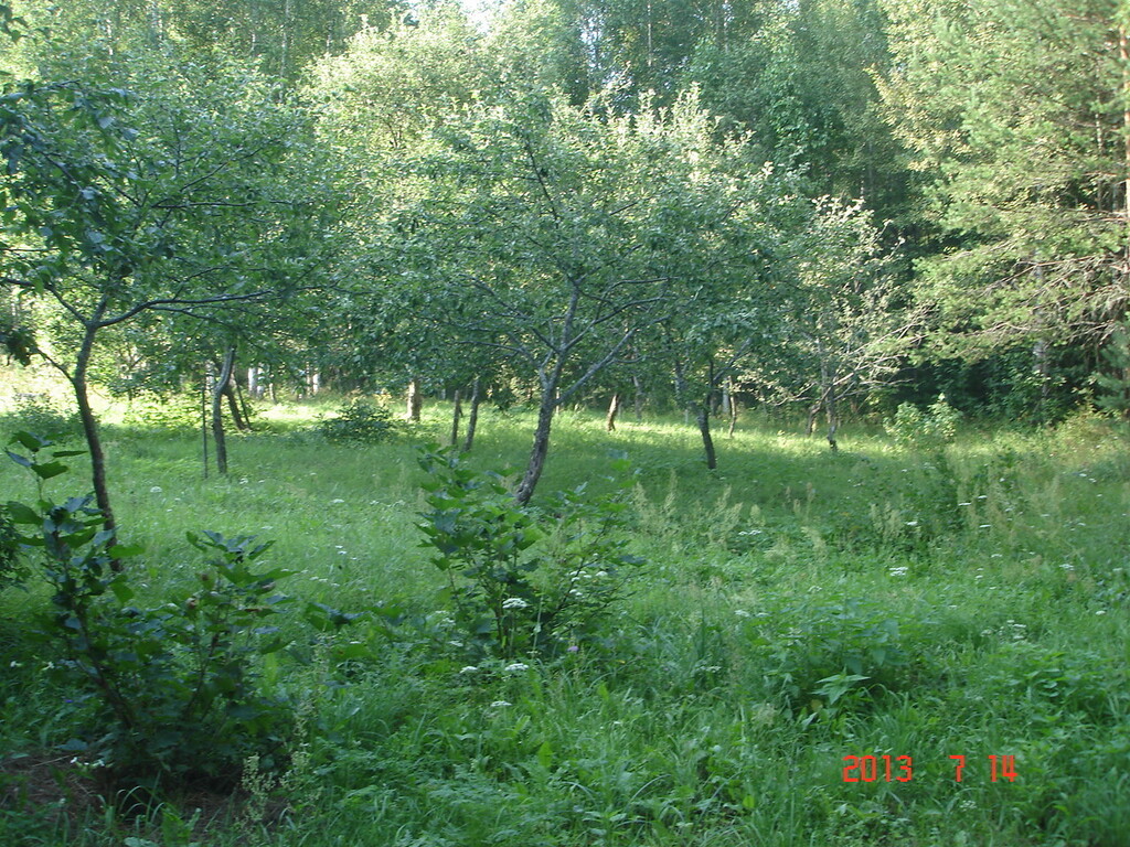 Под кронами деревня платунино