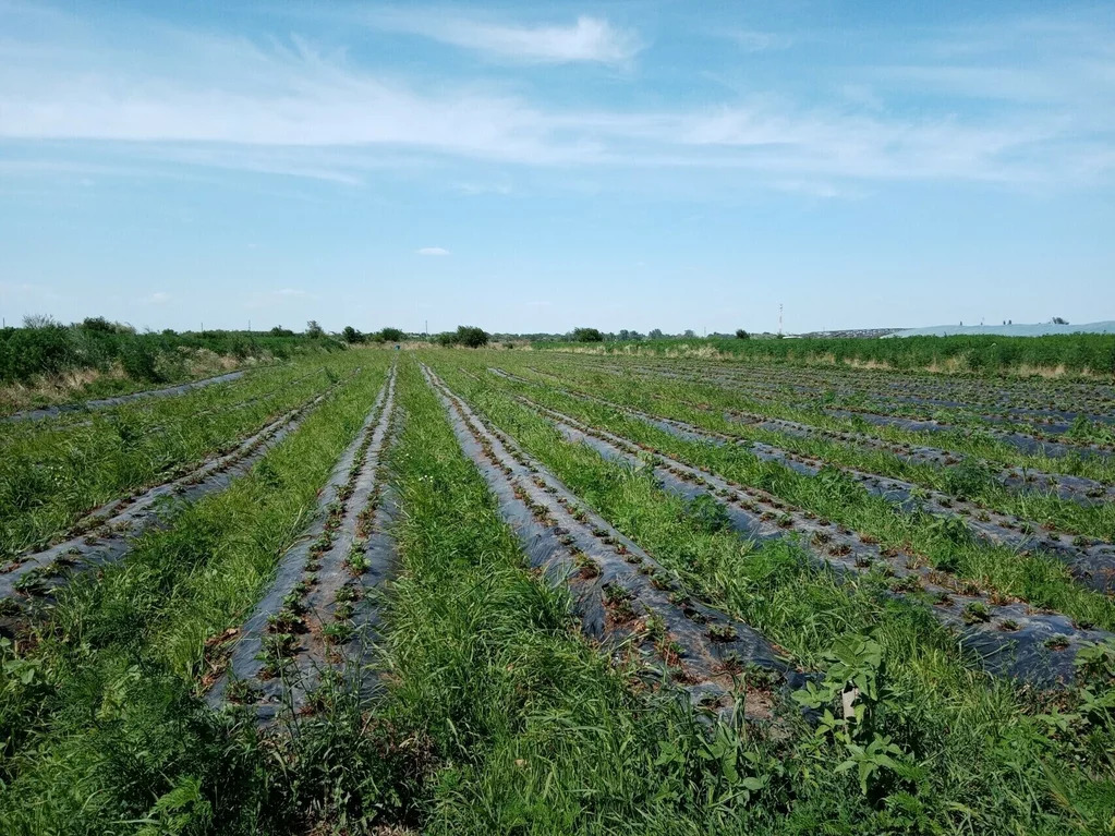 Продажа участка, Львовское, Северский район - Фото 16