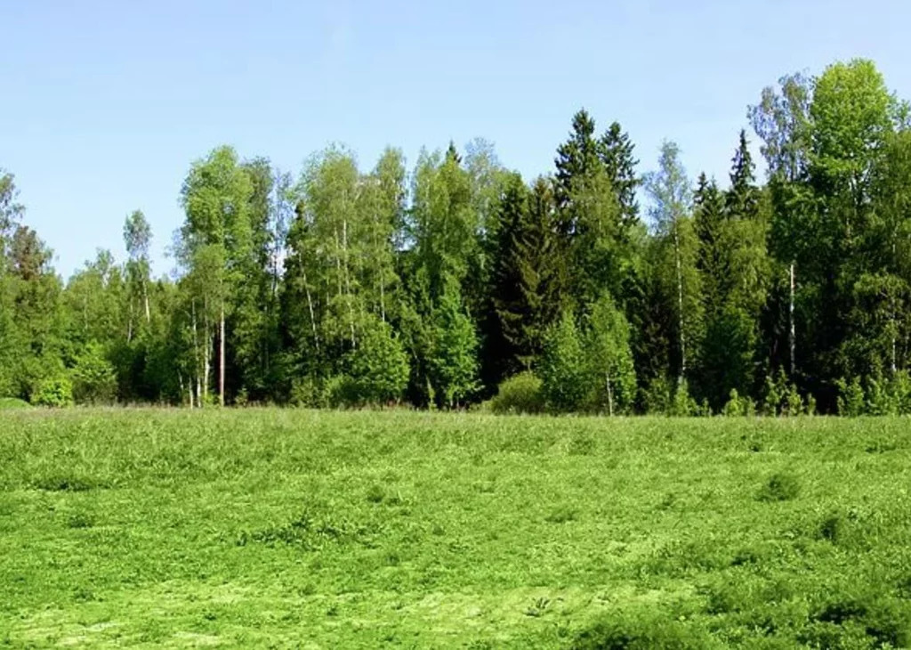 Фото земельного участка. Пешковские пруды Чеховский район. Ельник Чеховский район. Пешково Чеховский район пруд. Земельный участок в лесу.