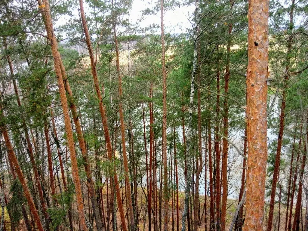 Участок на высоком берегу Москва - реки в Барвихе, Рублевка 5 км. - Фото 5