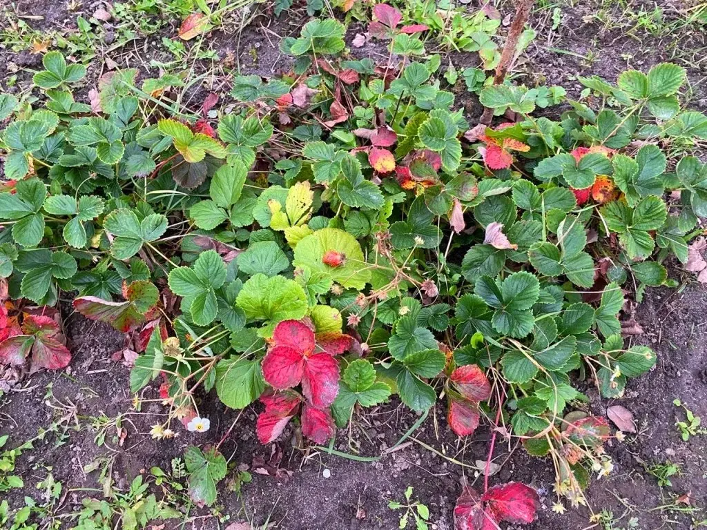 Участок на улице Механизаторов - Фото 11