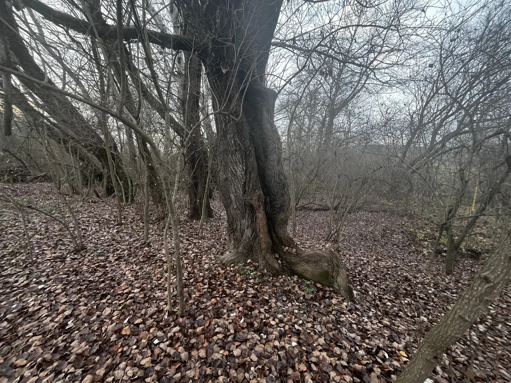 Продажа участка, Смоленская, Северский район, ул. Заречная - Фото 11