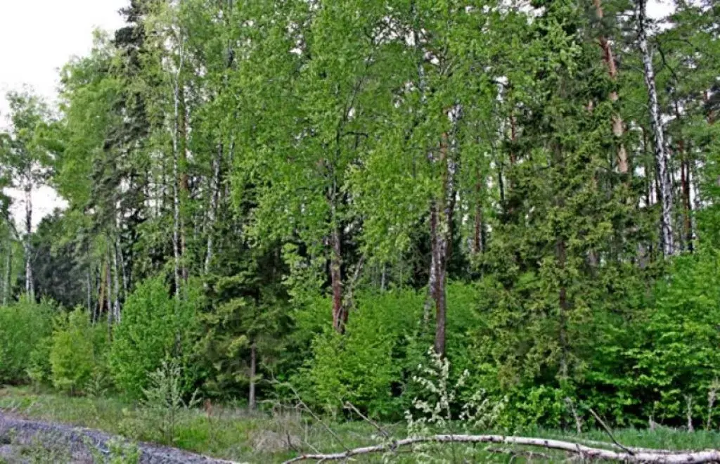 Лесной рельефный участок около речки - Фото 3