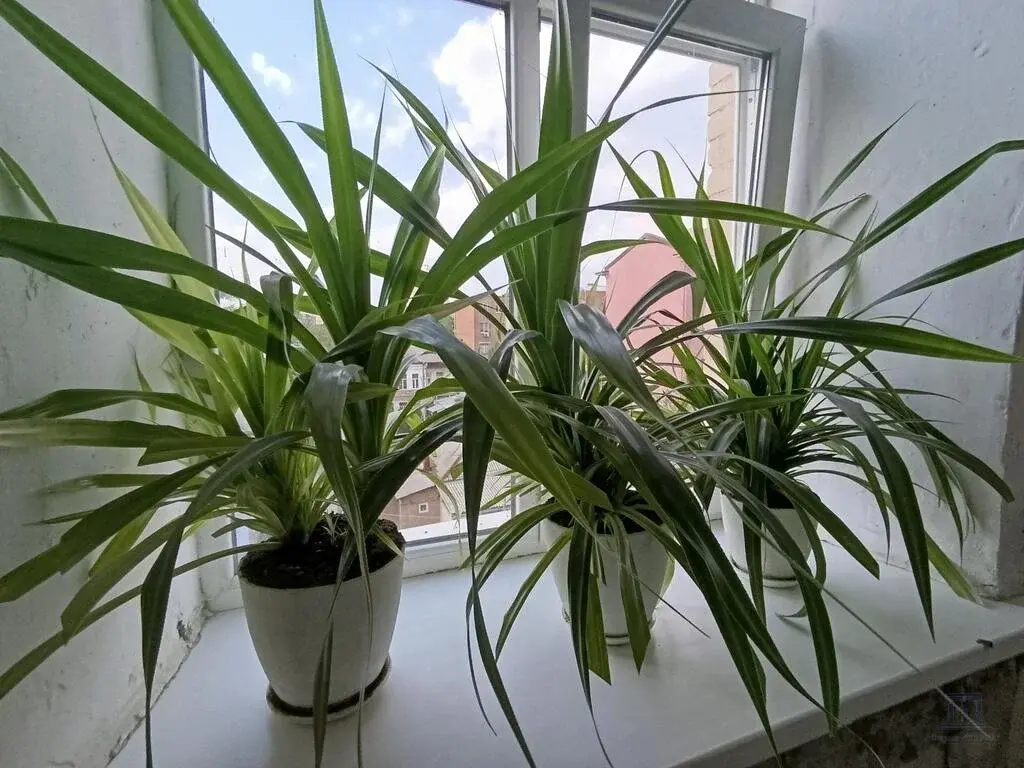 Продаю комнату в коммуналке в центре Ростова-на-Дону на Тургеневской - Фото 5