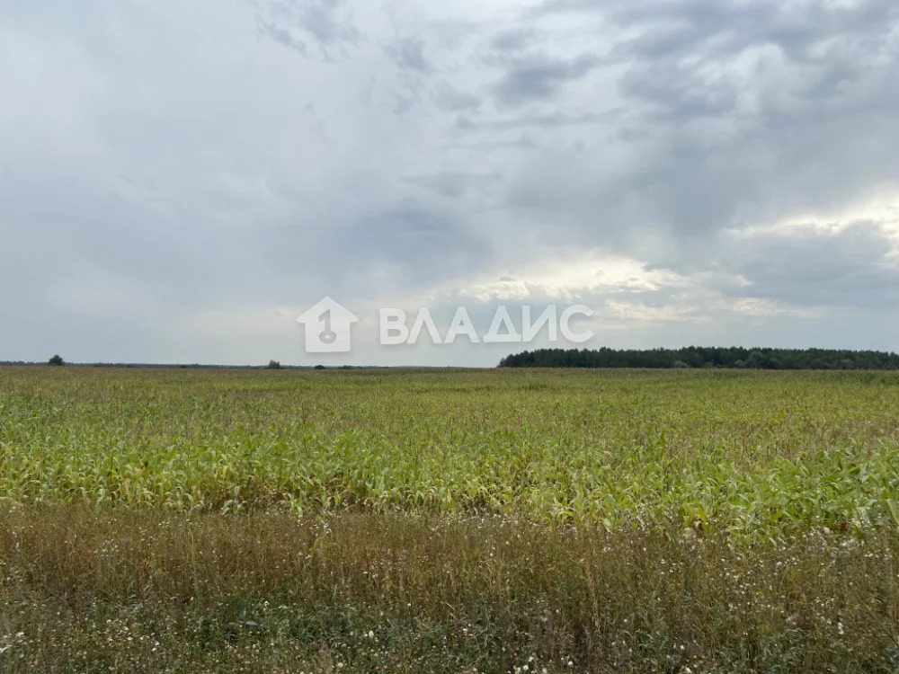 Земельный участок на продажу, Суздальский район, село Добрынское, ... - Фото 5