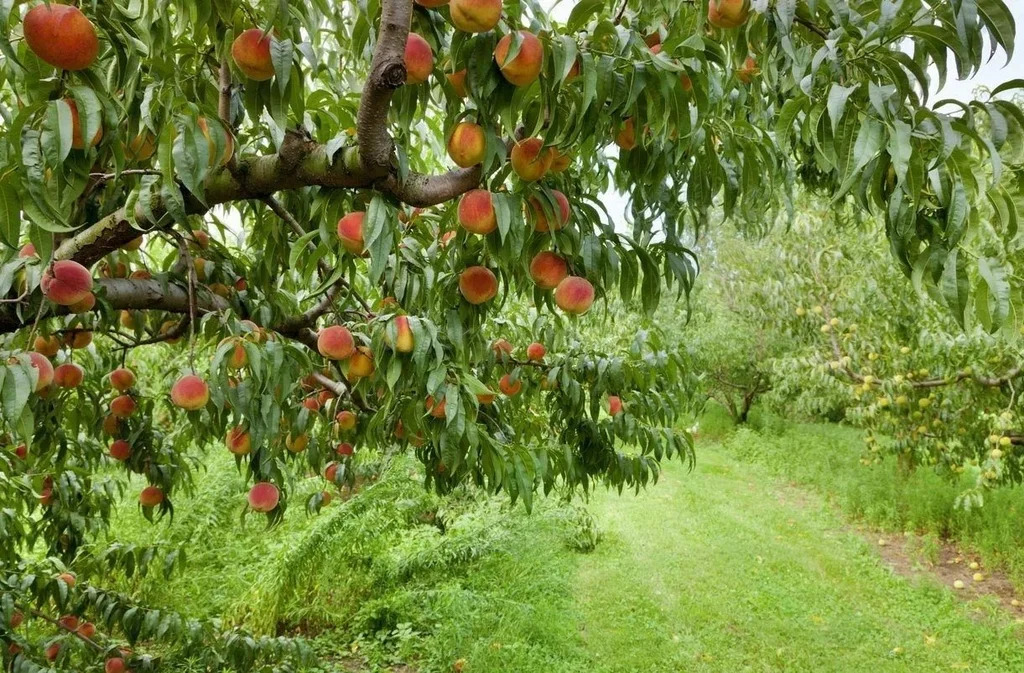 Продажа участка, Севастополь, территория СТ Слип - Фото 1