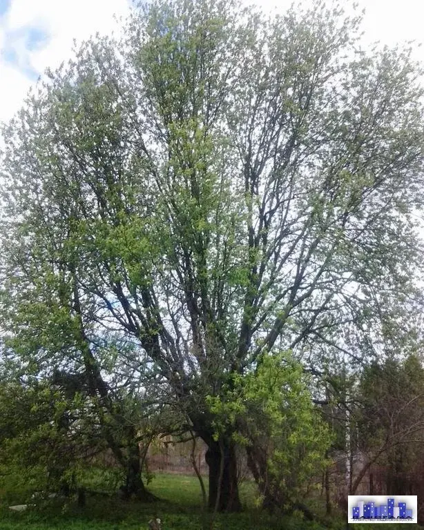 Участок 13,19 сотки ЛПХ в д. Судниково - Фото 4