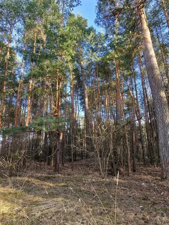 Дом 255,1 м на участке 12 сот. - Фото 21