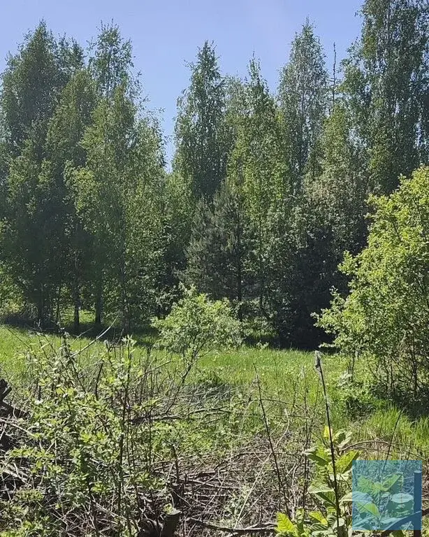 12 соток ИЖС в д. Шишовка - Фото 9