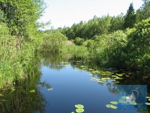 Фото речки в деревне