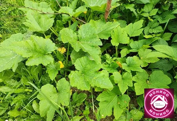 Продам дачу. - Фото 3