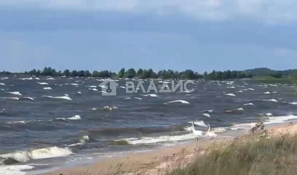Гдовский район, деревня Сторожинец,  земля на продажу - Фото 3