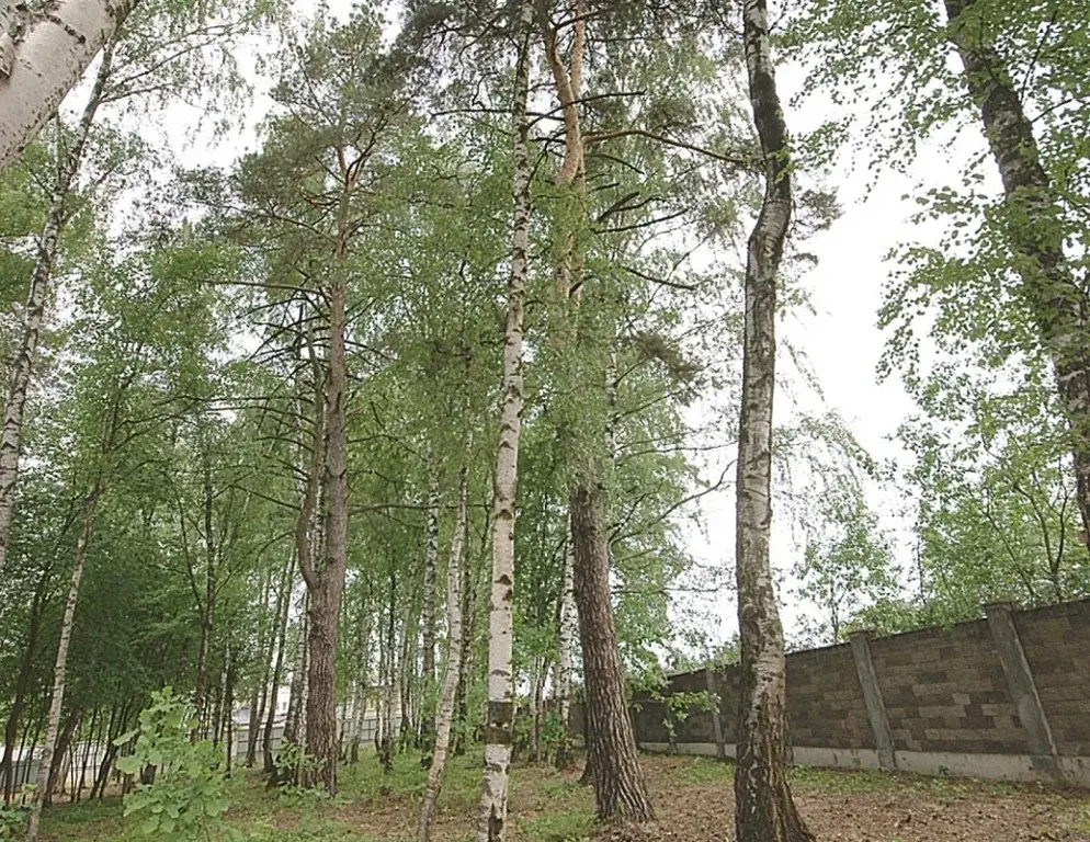 Лесной участок ИЖС в поселке на Новорижском ш. 9 км от МКАД - Фото 4